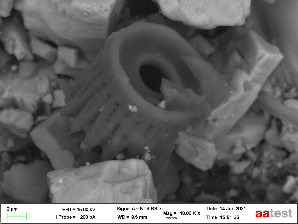 Kieselalgenskelet In Schlammsammler 213571